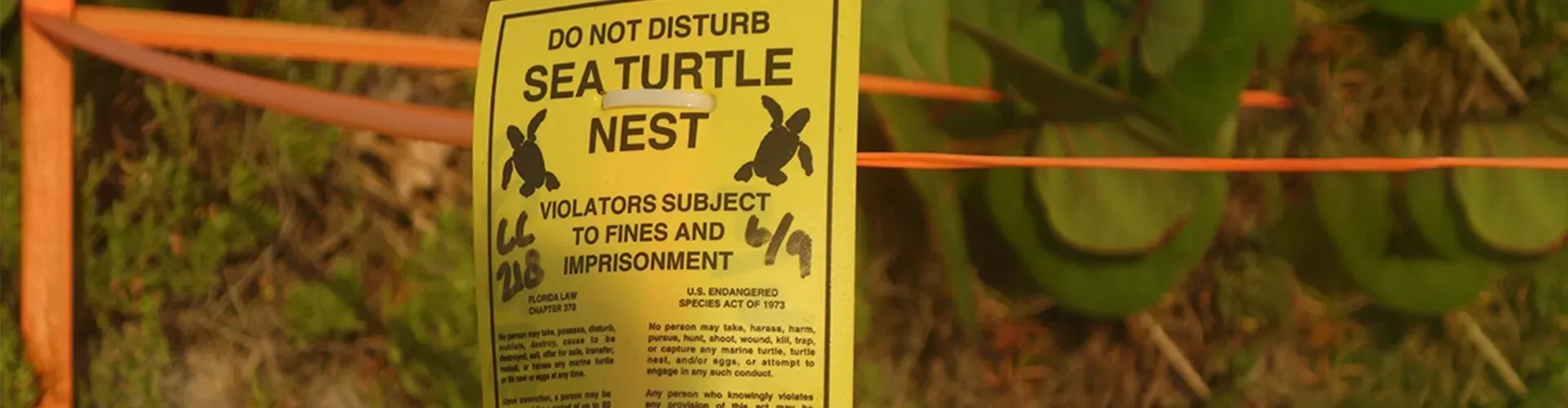 advice-sea-turtle-nest-Palace-resorts_808d34e2e3.webp