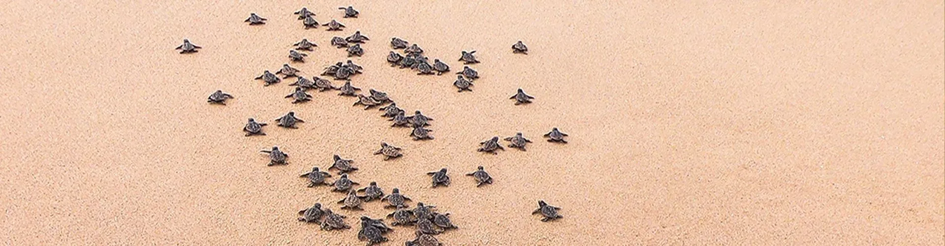 sea-turtle-release-Palace-resorts_8f1e5b05cb.webp