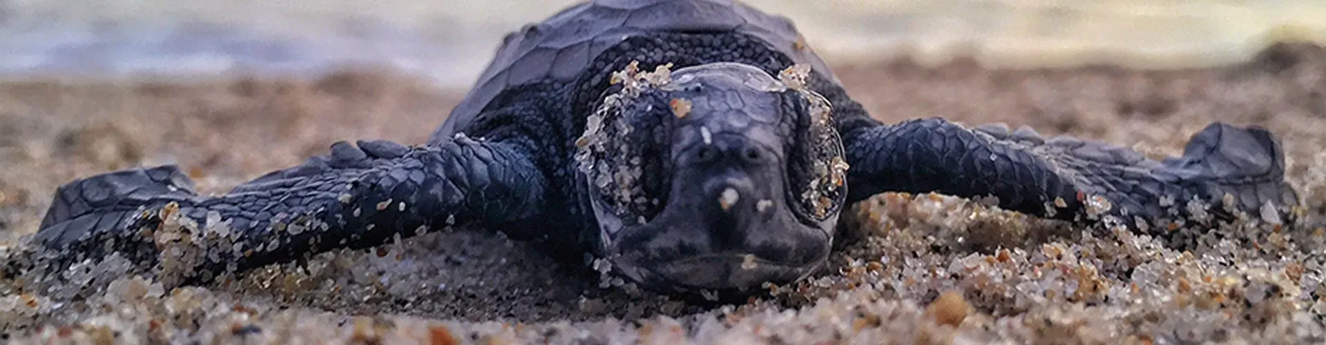 turtle-Palace-resorts_667237d441.webp